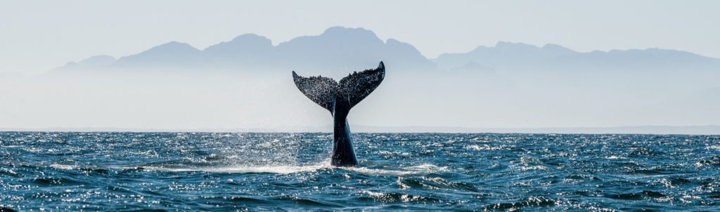 Whales To Watch For Around Kodiak